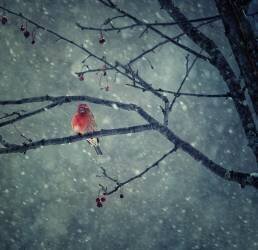 Neige (Yu Cheng) - Muzeo.com