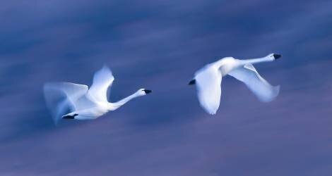 Soar into the Sky (Kenneth Zeng) - Muzeo.com