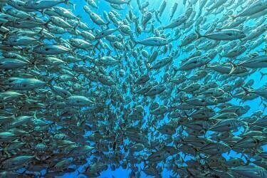 Splitted School of Jackfish (Henry Jager) - Muzeo.com