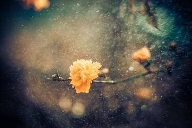Spring (António Bernardino Coelho) - Muzeo.com