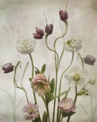 Spring Garden (Sharon Williams) - Muzeo.com