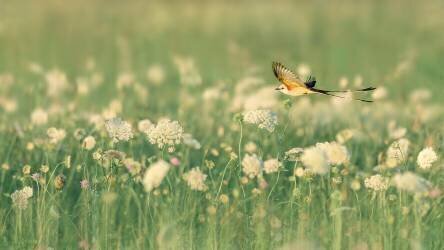 Spring Messager (Qing Zhao) - Muzeo.com