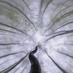 Printemps (Tom Pavlasek) - Muzeo.com
