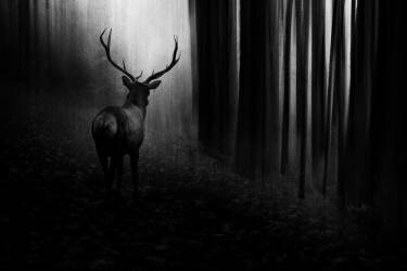 Stag (Doris Reindl) - Muzeo.com