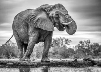 Standing Proud (Jaco Marx) - Muzeo.com