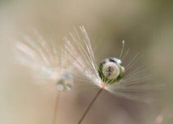 Star of dandelion (Bertrand Kulik) - Muzeo.com