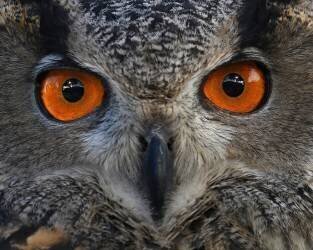 Staring at... (Rob Li) - Muzeo.com