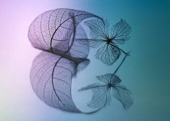 Story of leaf and flower (Shihya Kowatari ) - Muzeo.com