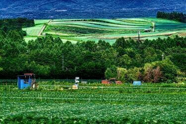 Summer when Tsumagoi cabbage grows (Yuusuke Hisamitsu) - Muzeo.com