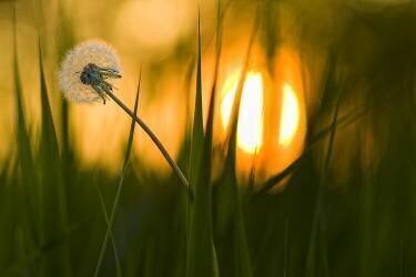 Sunbathing (Ricky Siegers) - Muzeo.com