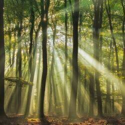 Sunny start to the day (Piet Haaksma) - Muzeo.com