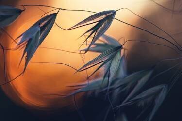 Sunset (Dimitar Lazarov) - Muzeo.com