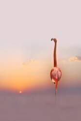 Sunset (Anna Cseresnjes ) - Muzeo.com