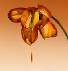 Tears of a flower (Kent Mathiesen) - Muzeo.com