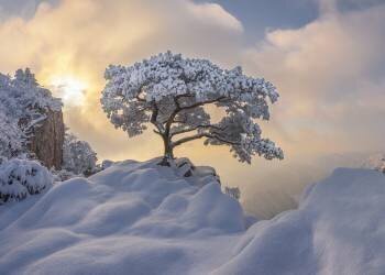 Temptation of the white tree (Jaeyoun Ryu) - Muzeo.com