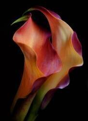 Tenderness (Jon Kinney) - Muzeo.com