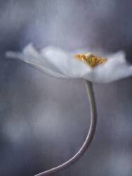 The Beauty Within (Priska Wettstein) - Muzeo.com