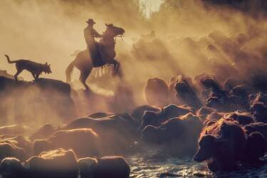 Le berger du bison (Meric Aktar) - Muzeo.com