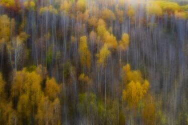 The color of autumn (Bingo Z) - Muzeo.com