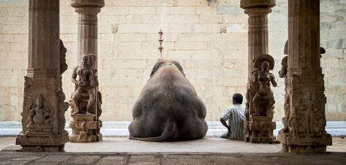 The Elephant & its Mahot (Rruhan) - Muzeo.com
