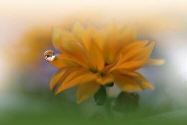 The Essence Of Being (Juliana Nan) - Muzeo.com