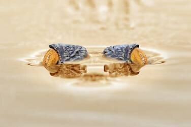 The Gold Eye (Andri Priyadi) - Muzeo.com