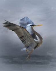 The Great Blue Heron (Krystina Wisniowska) - Muzeo.com