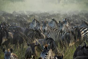 The Great migration (Giuseppe Damico) - Muzeo.com