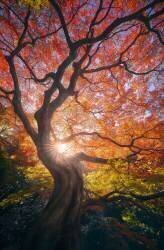 The Japanese Tree (Javier de la Torre) - Muzeo.com
