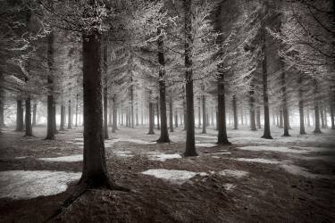 The onset of winter (Dragisa Petrovic) - Muzeo.com