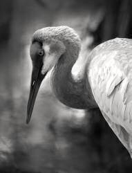 The Sandhill Crane on the pond (Robin Wechsler) - Muzeo.com
