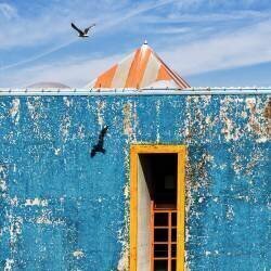 The Seagull (Massimo Della Latta) - Muzeo.com