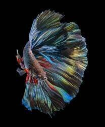 The Betta Fish (Andi Halil) - Muzeo.com