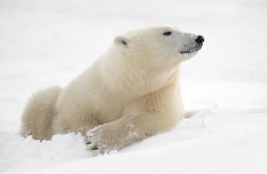Il y a quelque chose dans l'air (Marco Pozzi) - Muzeo.com