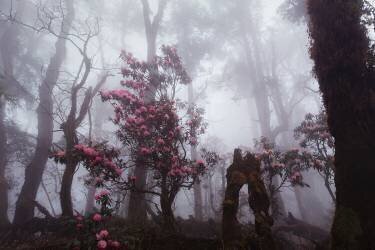 Through the fog (Dmitry Kupratsevich) - Muzeo.com
