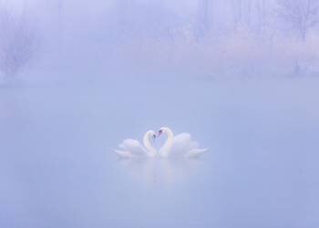 Tomber amoureux dans le brouillard du matin (Annie Poreider) - Muzeo.com