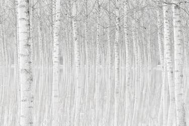 Trees (Aglioni Simone) - Muzeo.com