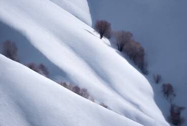 Trees and Pure Snow (Majid Behzad) - Muzeo.com
