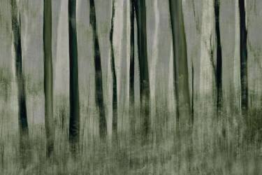 Trees in motion (Nel Talen) - Muzeo.com