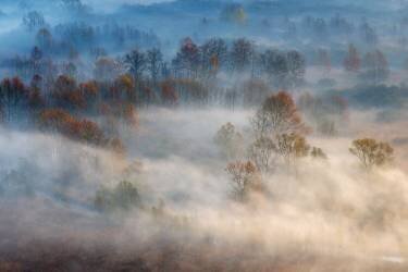Trees in the early morning fog (Valentino Alessandro ) - Muzeo.com