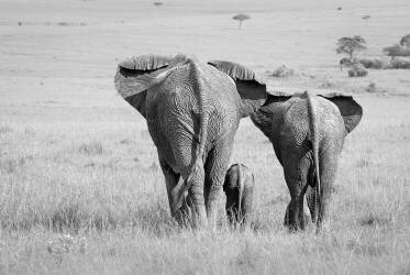 Trois fesses ! (Ali Khataw) - Muzeo.com