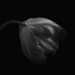 Tulip in monochrome (Lotte Gronkjar) - Muzeo.com