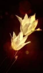 Tulipes blanches (Anna Cseresnjes ) - Muzeo.com
