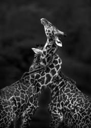Un doux enchevêtrement - Tanzanie (Joanna W) - Muzeo.com