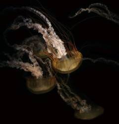 Underwater ballet (Robin Wechsler) - Muzeo.com