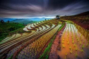 Unseen Rice Field (Tetra) - Muzeo.com