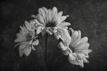 Untitled (Stephen Clough) - Muzeo.com