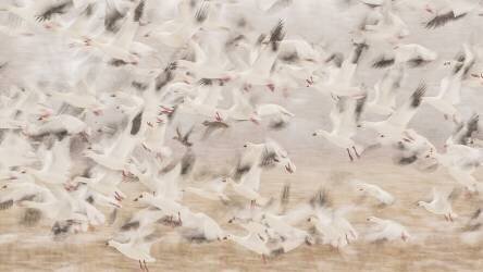 Untitled (Qingsong Wang) - Muzeo.com