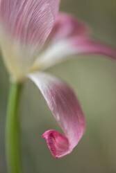 Untitled (Keren Or) - Muzeo.com