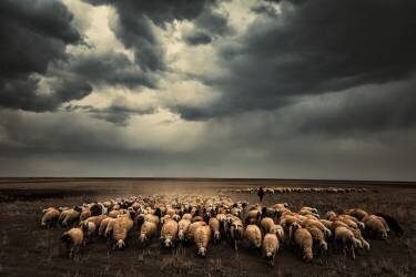 Untitled (M. Emre Erol) - Muzeo.com